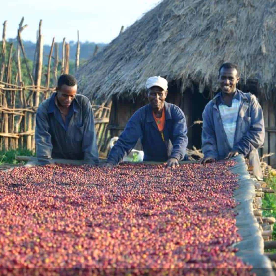 Limmu Natural Ethiopian Coffee Sunrise