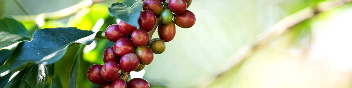 robusta coffee plant with ripe cherries