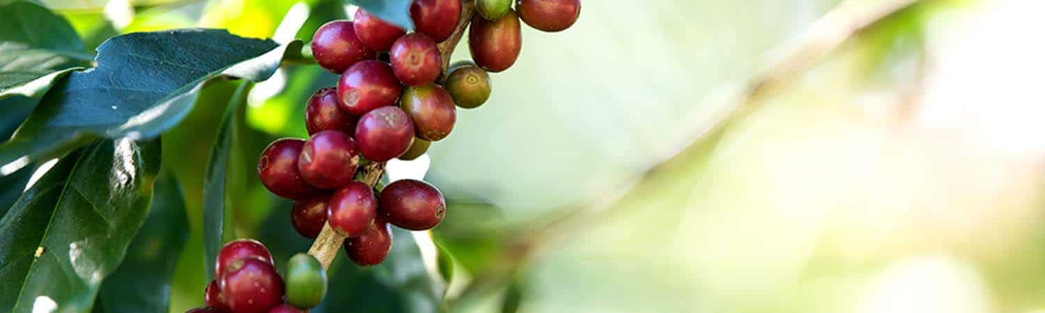 A Sustainable Shift: Introducing Robusta to Velvet Sunrise